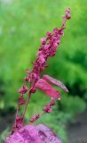 Atriplex hortensis. Верхушка плодоносящего растения. Пермский край, г. Пермь, Свердловский р-н, ул. Революции, клумба у дома № 18. 07.08.2019.