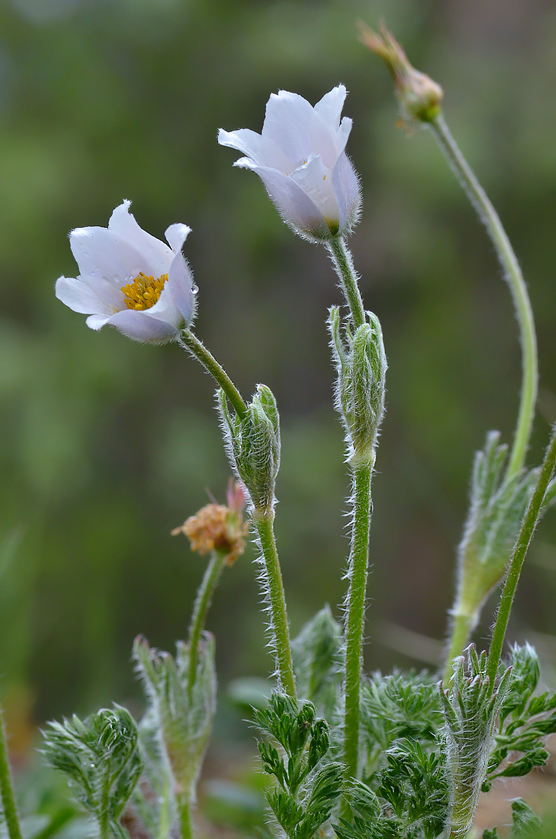 Изображение особи Pulsatilla violacea.