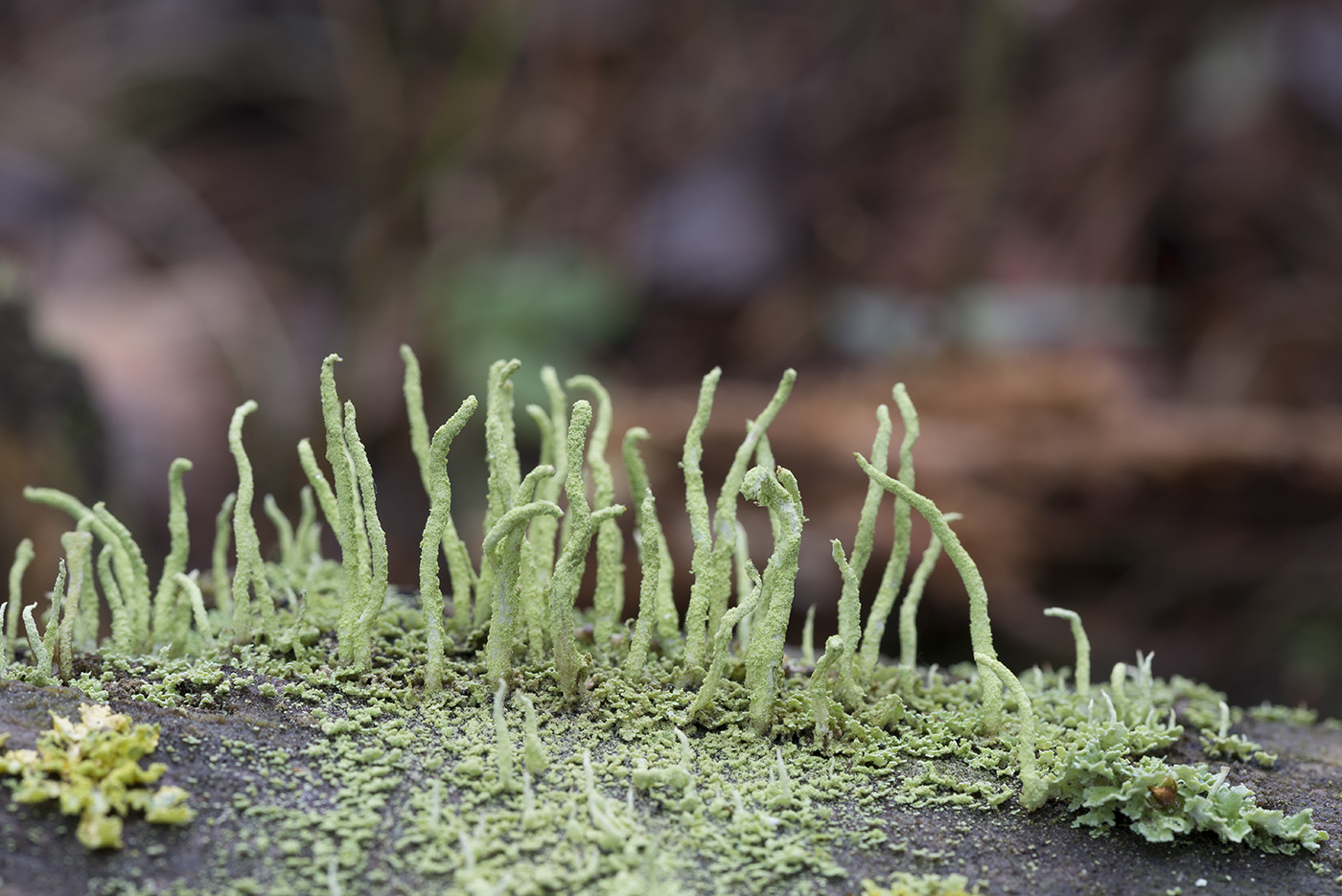 Изображение особи Cladonia coniocraea.