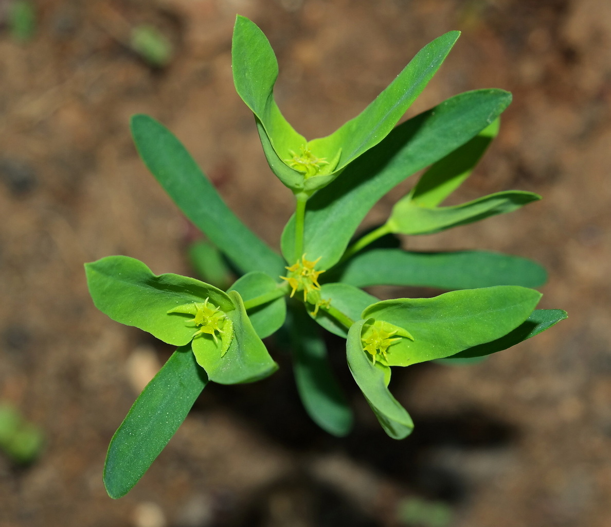 Изображение особи Euphorbia taurinensis.
