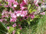 Weigela florida