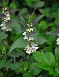 Lamium album