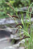 Carex acuta