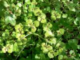 Chrysosplenium ramosum