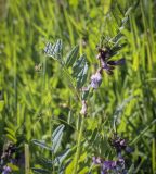 Vicia sepium