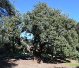 Quercus подвид veneris