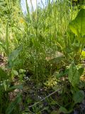 Androsace filiformis. Цветущие растения в сообществе с Plantago и др. травянистыми растениями. Тверская обл., Кимрский р-н, влажная зарастающая колея лесной дороги. 10.06.2022.