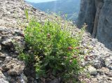 Scrophularia rupestris. Цветущее и плодоносящее растение. Крым, гора Северная Демерджи, на скалах. 25 июня 2011 г.