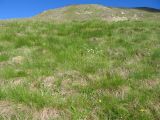 Festuca woronowii