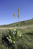 Ligularia heterophylla. Цветущее растение. Южный Казахстан, Верхний Боролдай. 28.06.2011.