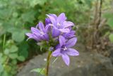 Campanula glomerata