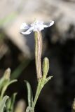 Silene guntensis. Цветок. Южный Казахстан, хр. Боролдайтау, ущ. Кенозен; 1020 м н.у.м. 01.05.2012.