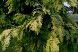 Metasequoia glyptostroboides. Нижняя часть кроны культивара с желтоватыми побегами ('Goldrush'). Нидерланды, г. Venlo, \"Floriada 2012\". 11.09.2012.