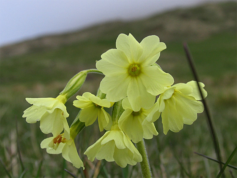 Изображение особи Primula ruprechtii.