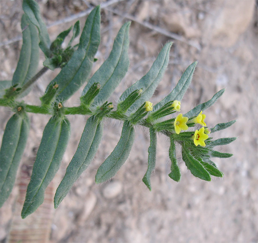 Изображение особи Arnebia decumbens.