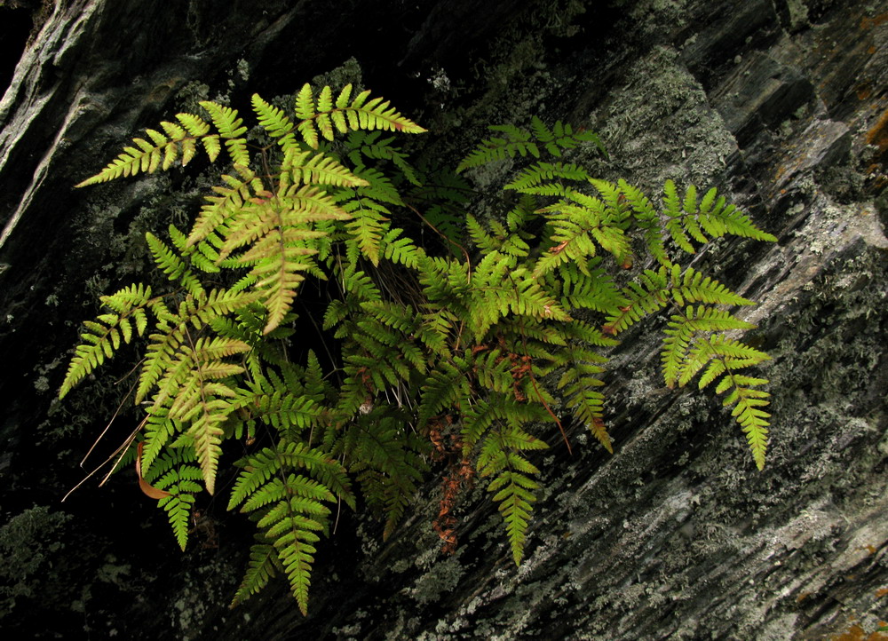 Image of Gymnocarpium jessoense specimen.