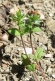 Veronica arvensis