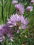 Allium schoenoprasum