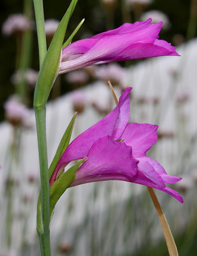 Изображение особи Gladiolus palustris.