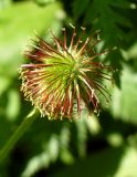 Geum urbanum