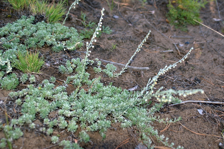 Изображение особи Artemisia frigida.