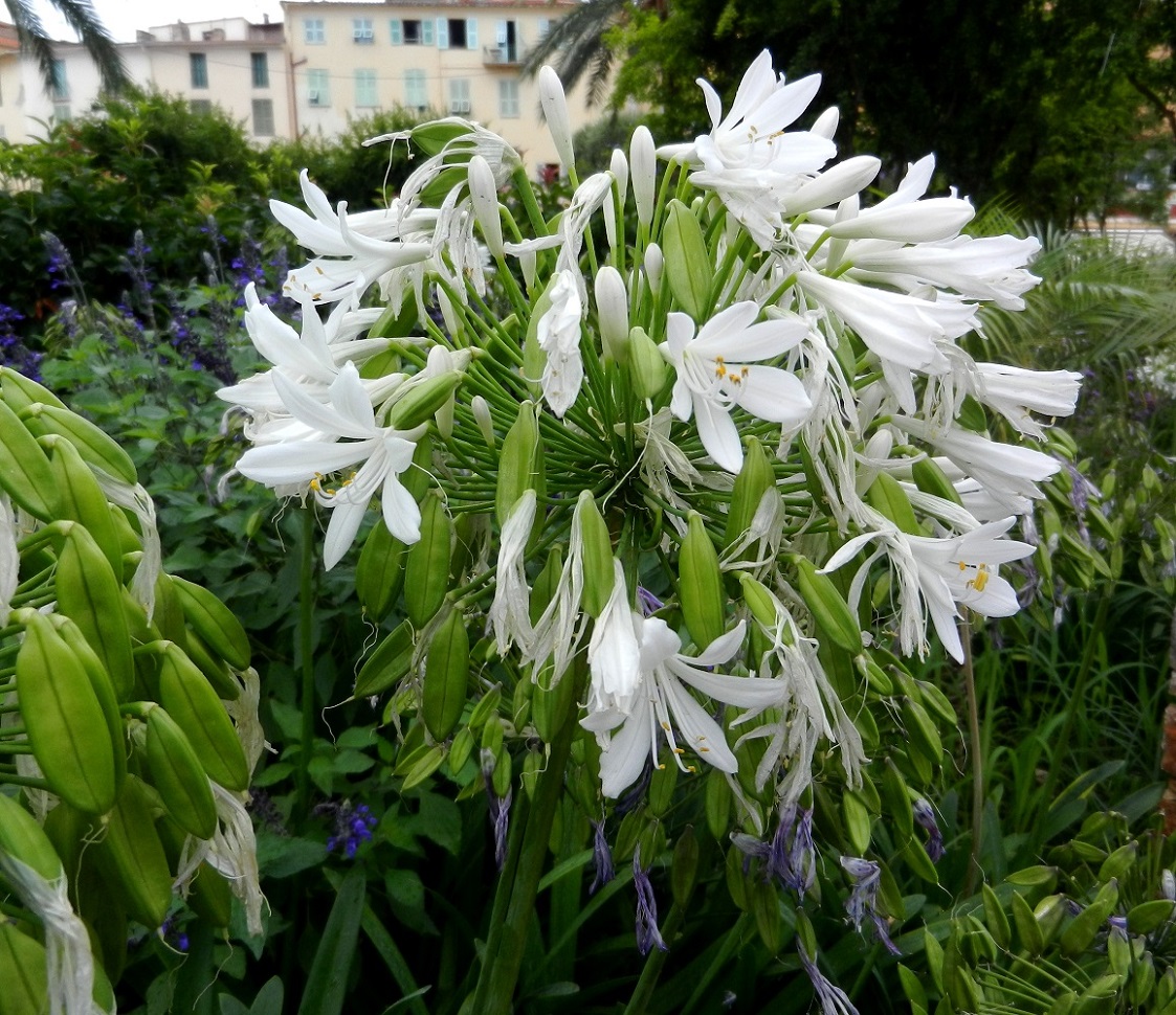 Изображение особи род Agapanthus.