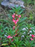 Impatiens balsamina