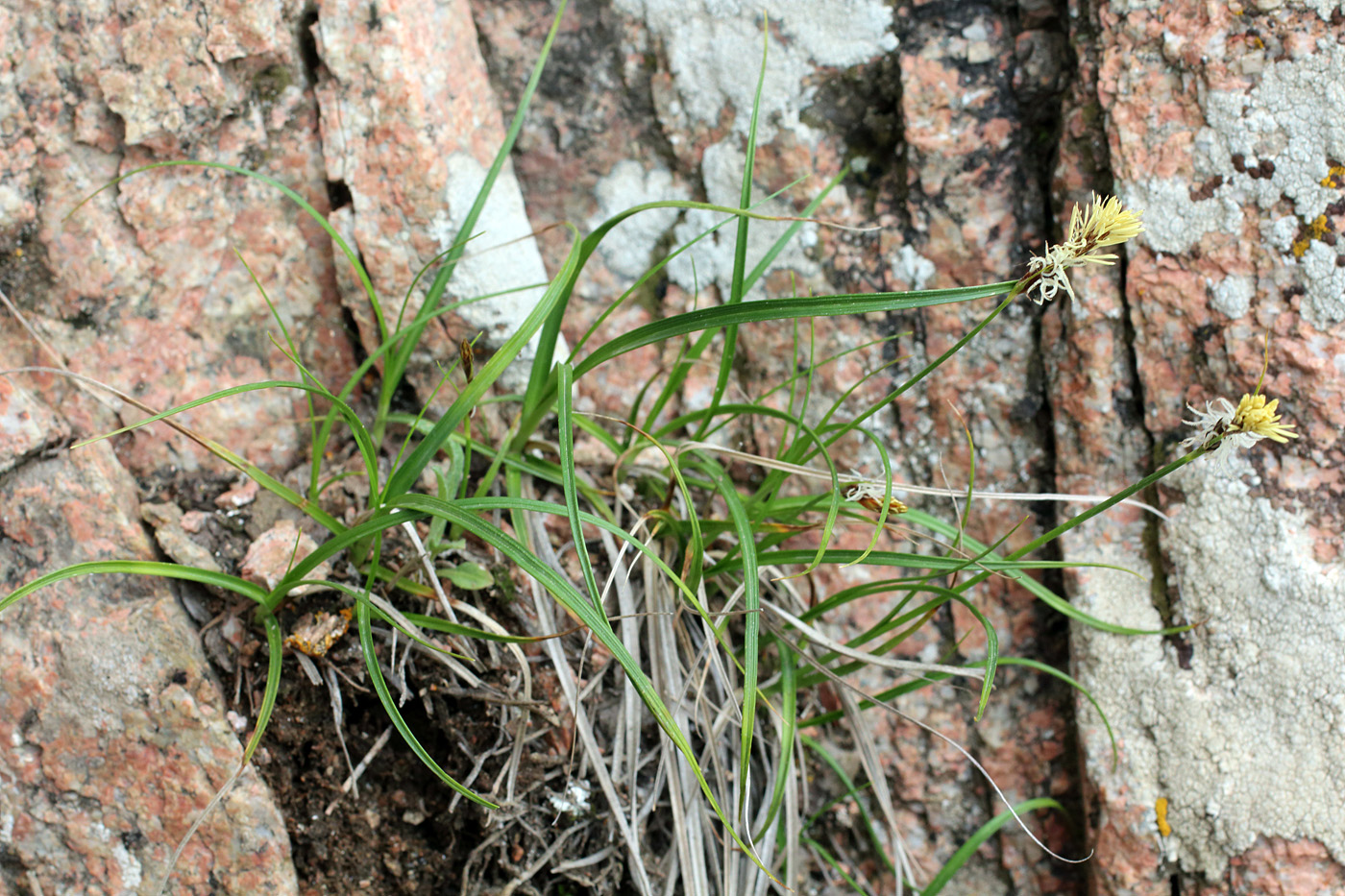 Изображение особи Carex litwinovii.