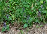 Ajuga genevensis