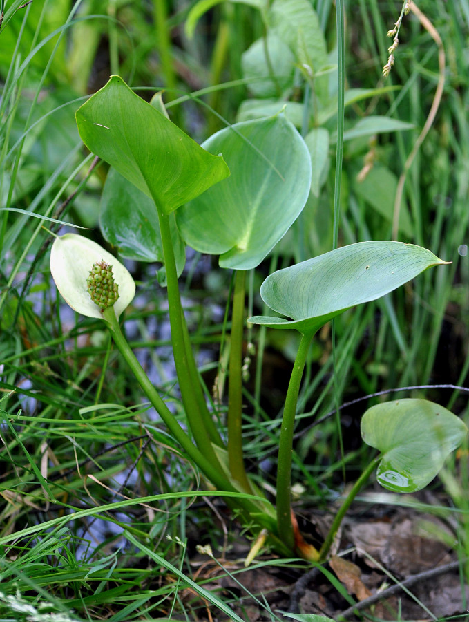 Image of Calla palustris specimen.