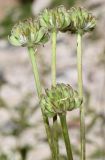 Anemonastrum protractum