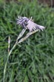 Dianthus arenarius