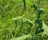 Sonchus palustris