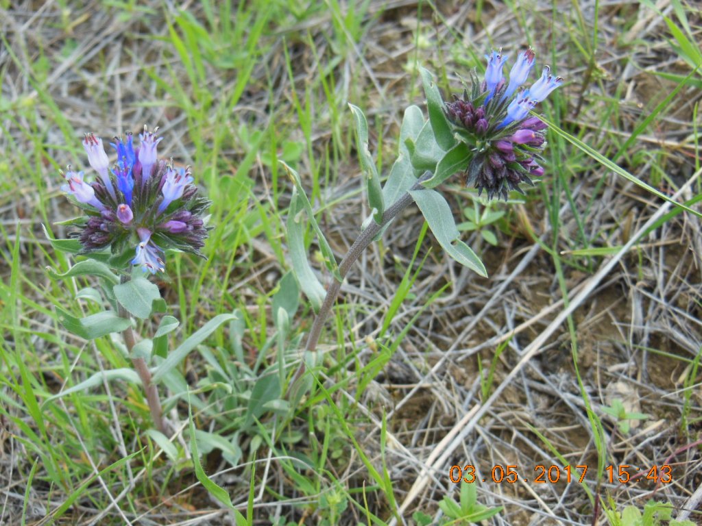 Изображение особи Moltkia caerulea.