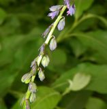 Polygala comosa