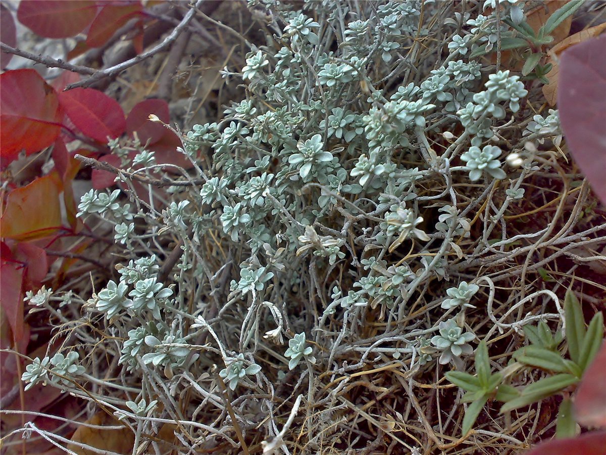 Image of Odontarrhena obtusifolia specimen.