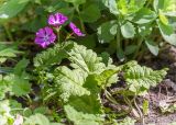 Primula sieboldii