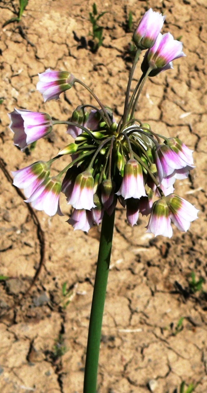 Image of Nectaroscordum tripedale specimen.