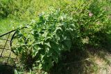 Heliopsis helianthoides ssp. scabra