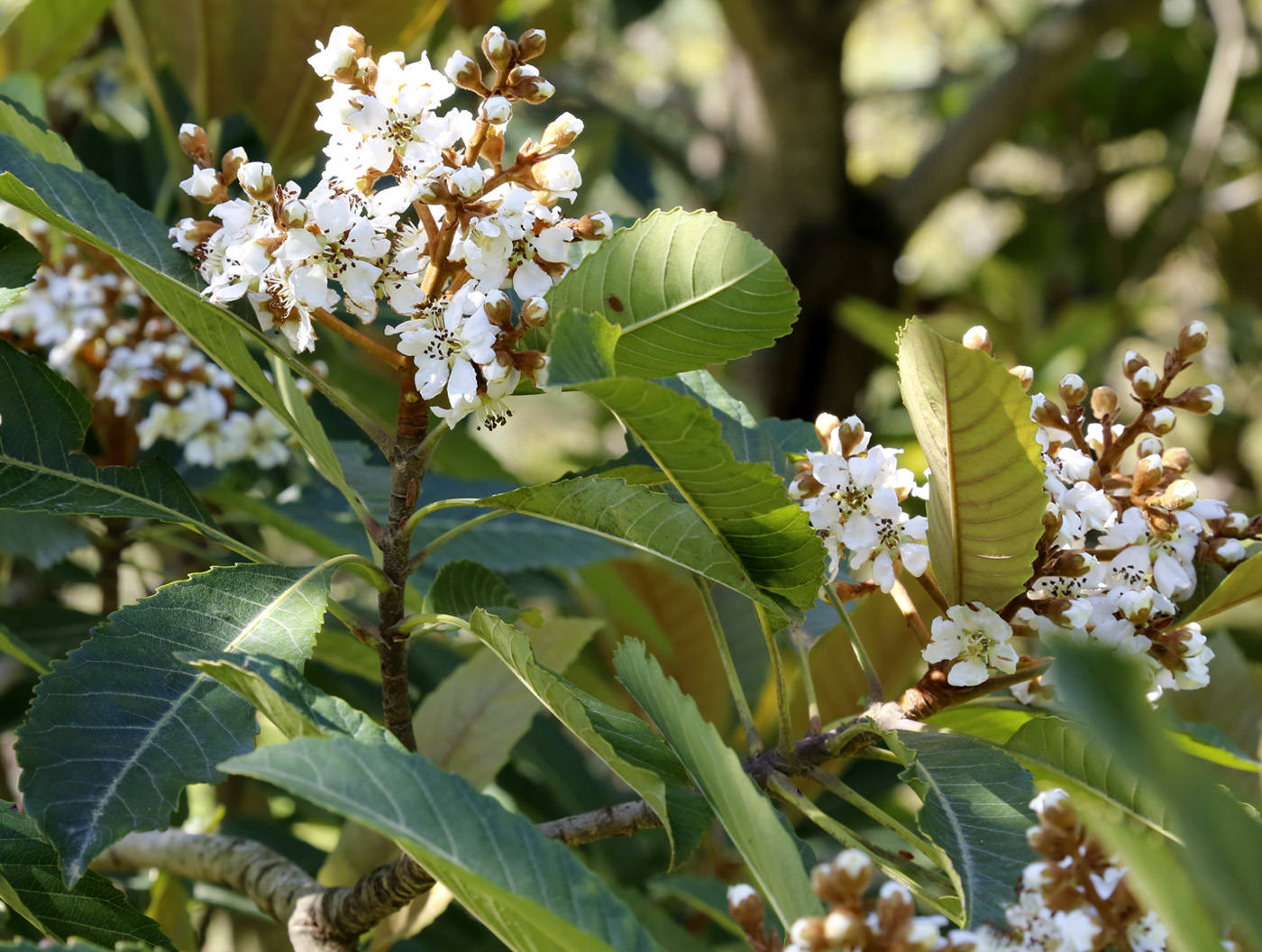 Изображение особи Eriobotrya japonica.