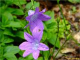 Campanula patula