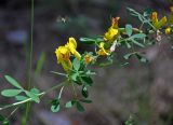 Chamaecytisus ruthenicus