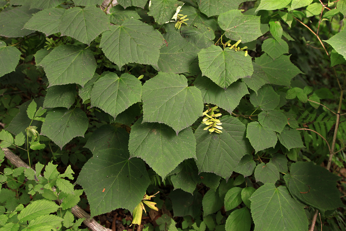 Image of Acer tegmentosum specimen.