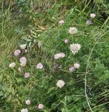 Astrantia trifida. Цветущие растения. Грузия, Казбегский муниципалитет, окраина с. Степанцминда, зап. склон горы Куро, ≈ 1850 м н.у.м, горный луг. 31.07.2018.