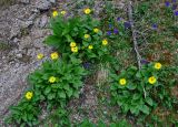 Doronicum altaicum. Цветущие растения в сообществе с Veratrum lobelianum и Viola altaica. Красноярский край, Ермаковский р-н, природный парк \"Ергаки\", гора Видовка, ≈ 1900 м н.у.м., каменистый склон. 15.07.2018.