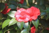 Camellia japonica. Часть веточки с цветками. Абхазия, г. Сухум, Ботанический сад, в культуре. 7 марта 2016 г.