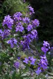 Hesperis matronalis