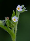 Myosotis sparsiflora. Цветки в каплях росы. Кировская обл., г. Кирово-Чепецк, лесопарк. 24.06.2018.