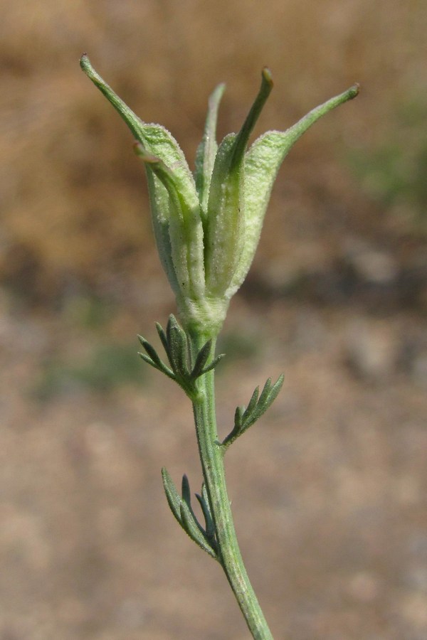 Изображение особи Nigella arvensis.