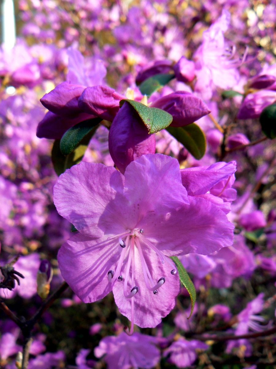 Изображение особи Rhododendron ledebourii.